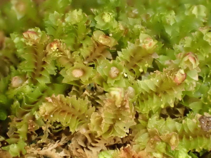 Lophozia guttulata
