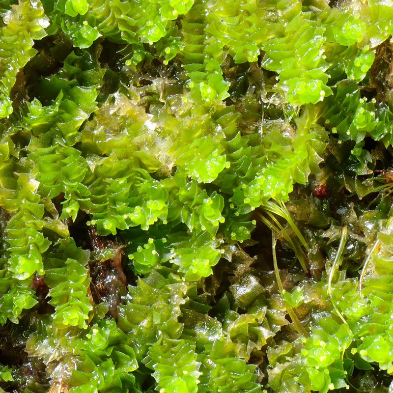 Lophozia guttulata photo 2