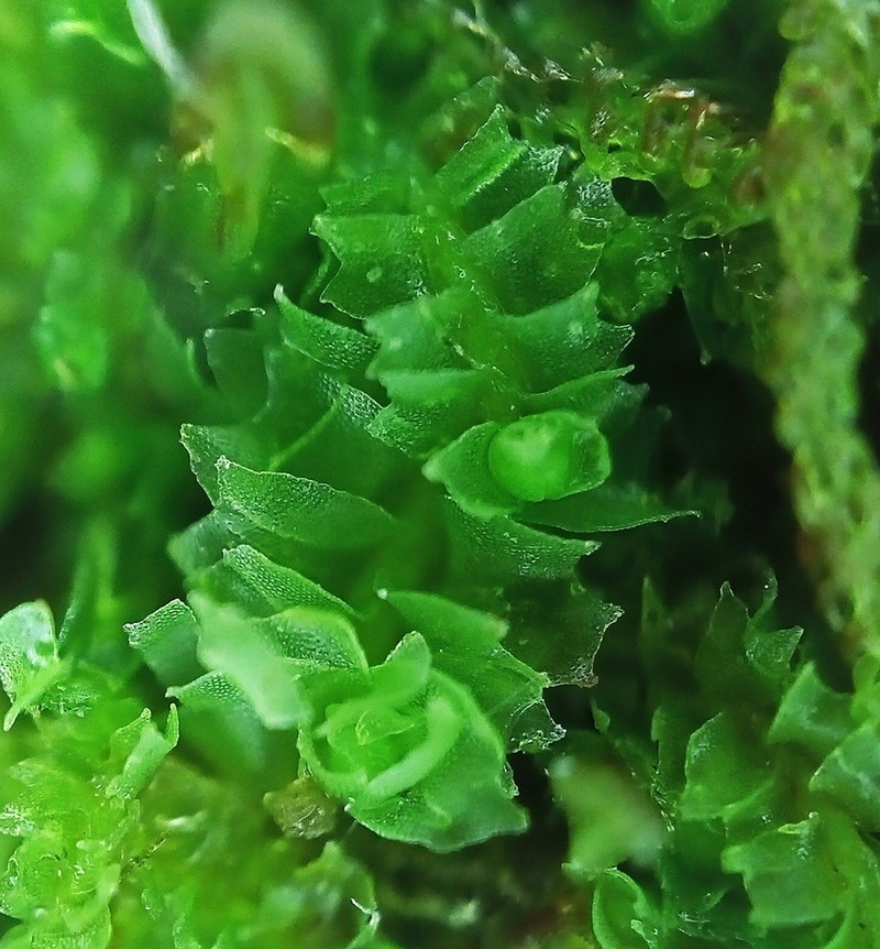 Lophozia guttulata photo 3