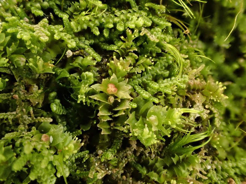 Lophozia guttulata photo 4
