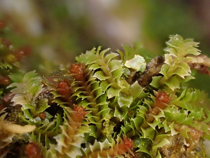 Lophozia guttulata photo 5