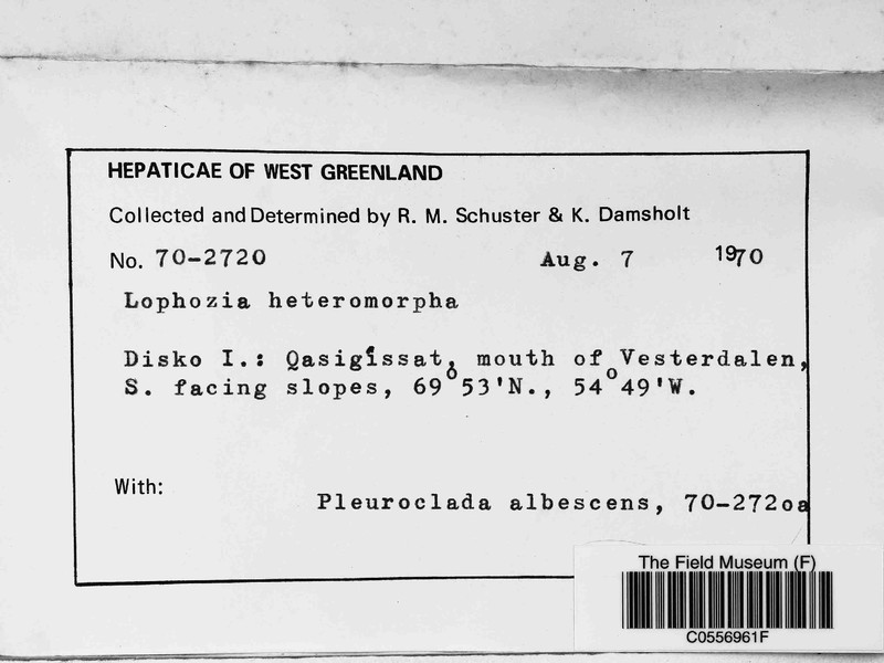 Lophozia heteromorpha photo 3