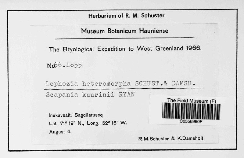 Lophozia heteromorpha photo 4