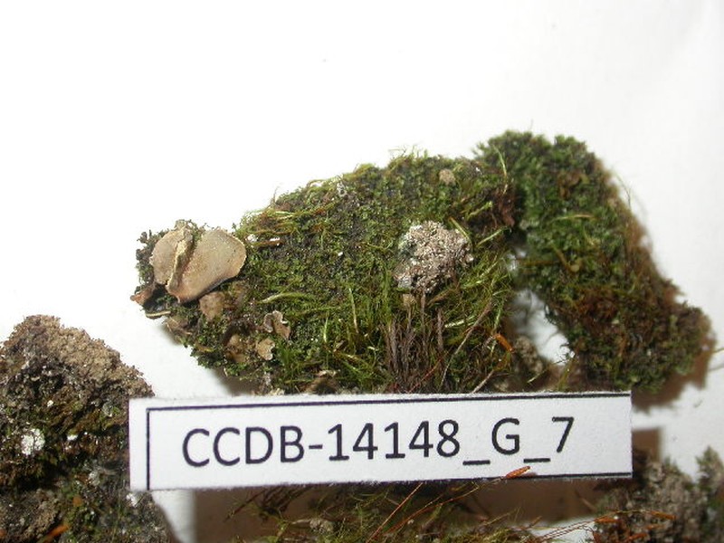 Lophozia hyperarctica