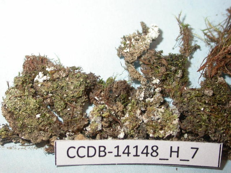 Lophozia hyperarctica photo 2