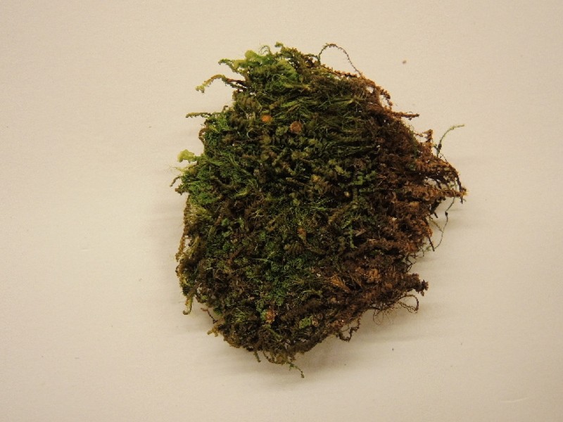 Lophozia incisa photo 4
