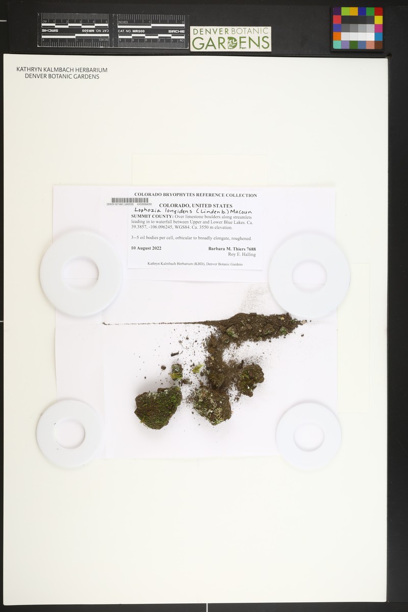 Lophozia longidens photo 4