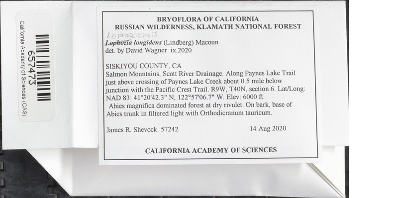 Lophozia longidens photo 5
