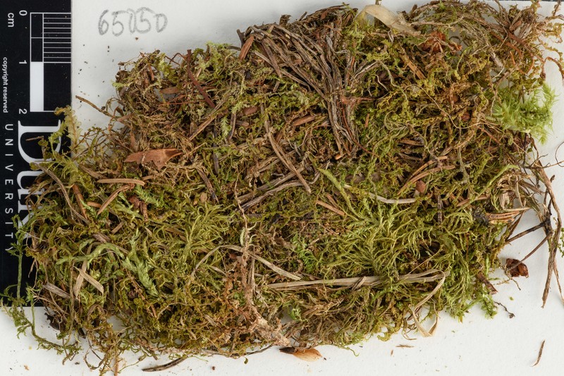 Lophozia obtusa photo 2