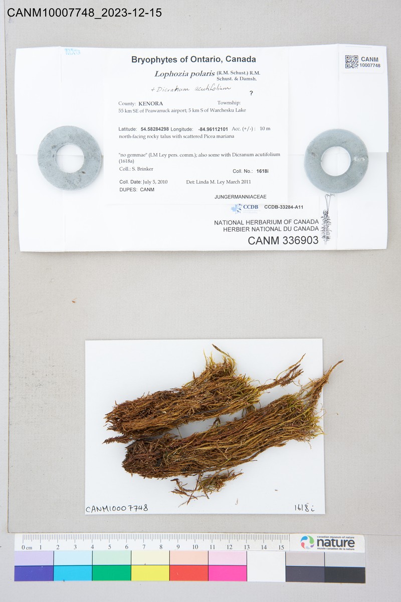 Lophozia polaris