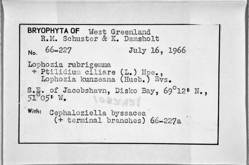 Lophozia rubrigemma photo 5