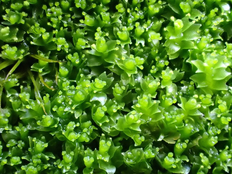 Lophozia ventricosa