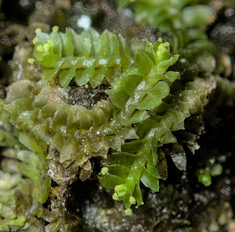 Lophozia ventricosa photo 2