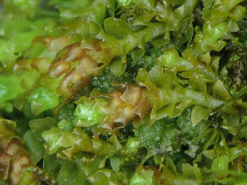 Lophozia ventricosa photo 3