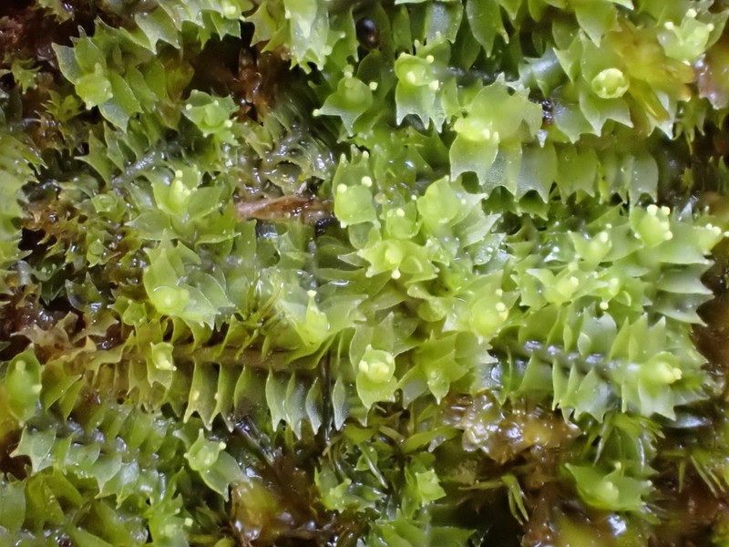Lophozia ventricosa photo 6