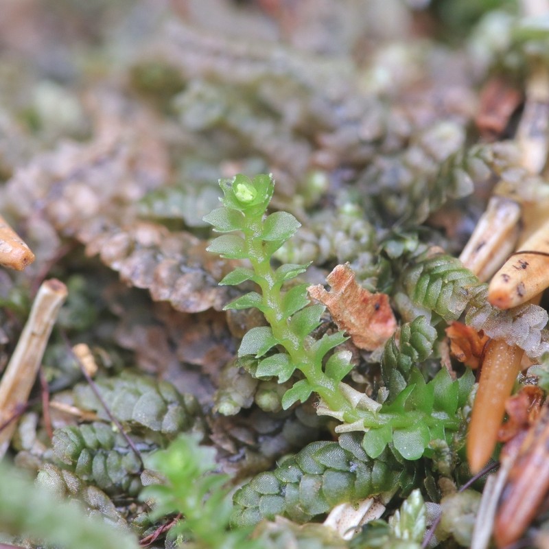 Lophozia ventricosa photo 7