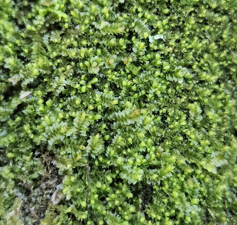 Lophozia ventricosa photo 8