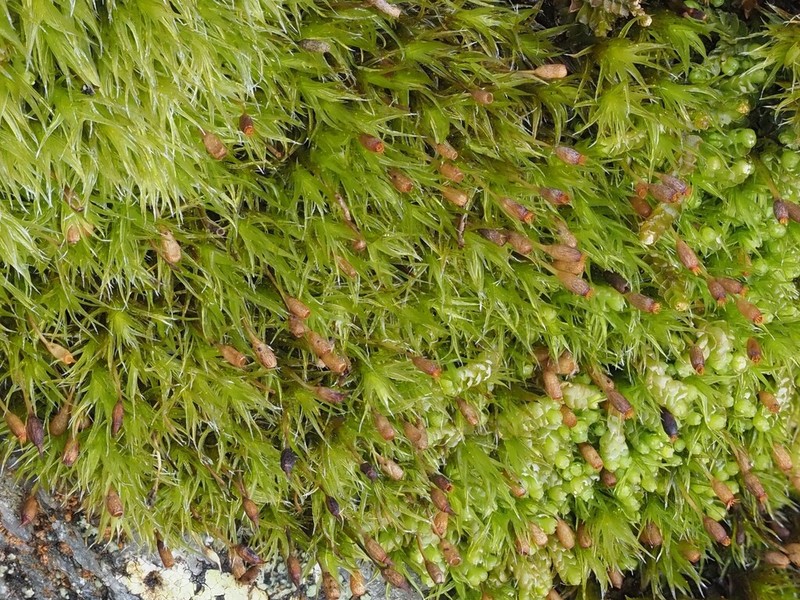 Lophozia wenzelii