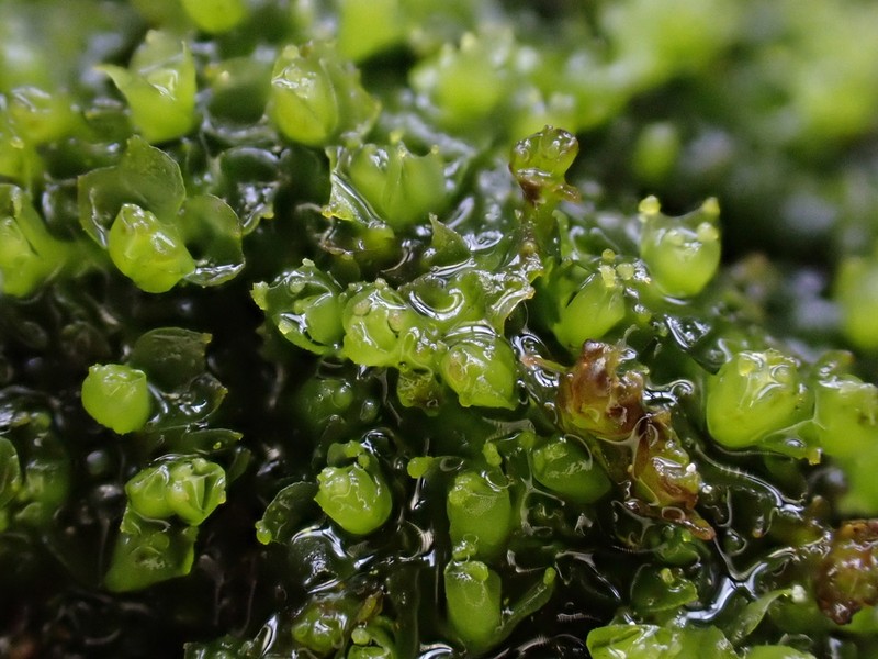 Lophozia wenzelii photo 3
