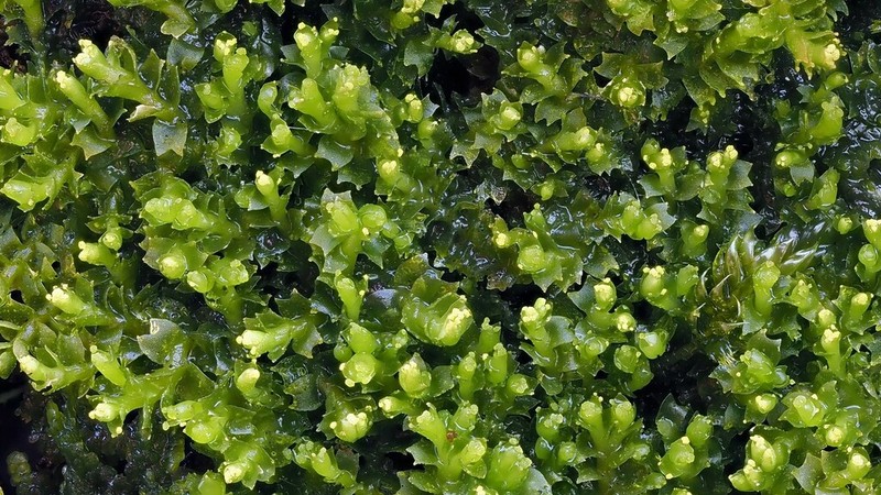 Lophozia wenzelii photo 4