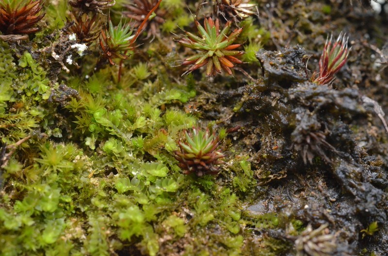 Lophozia wenzelii photo 5