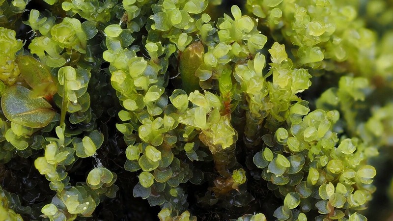 Lophozia wenzelii photo 6