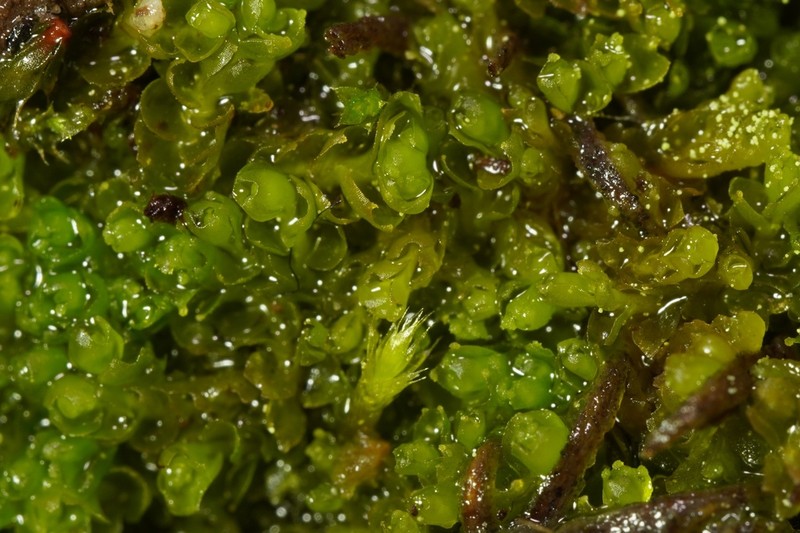 Lophozia wenzelii photo 7