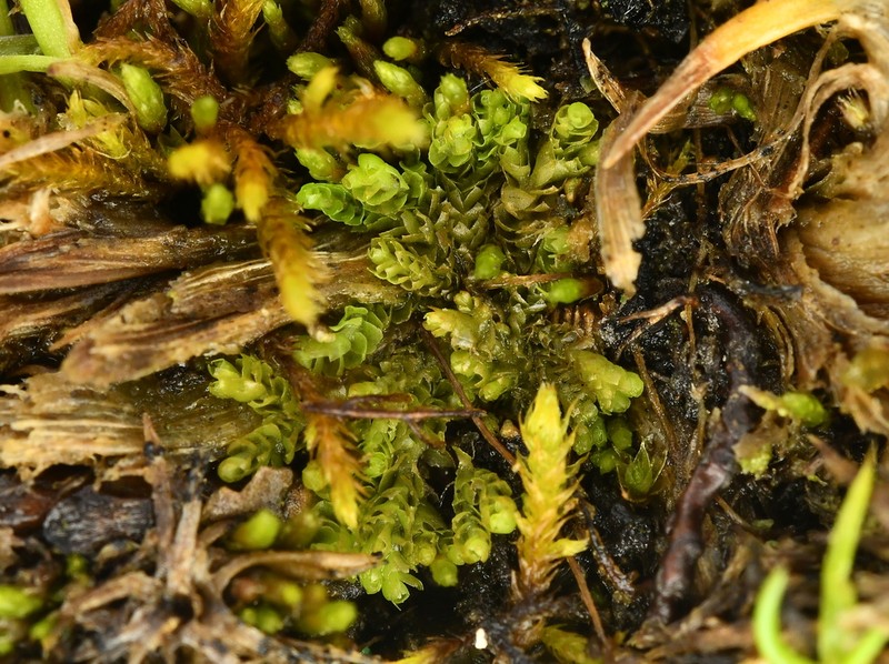 Lophozia wenzelii photo 8