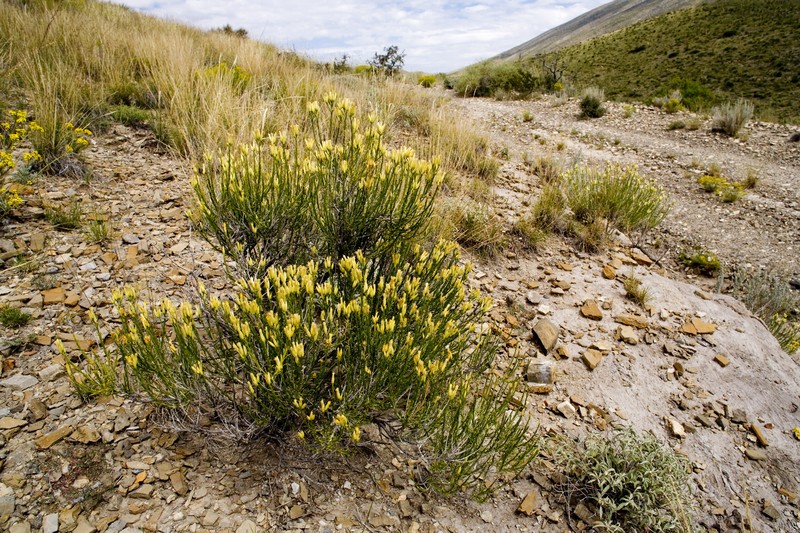 Bailey's Rabbitbrush