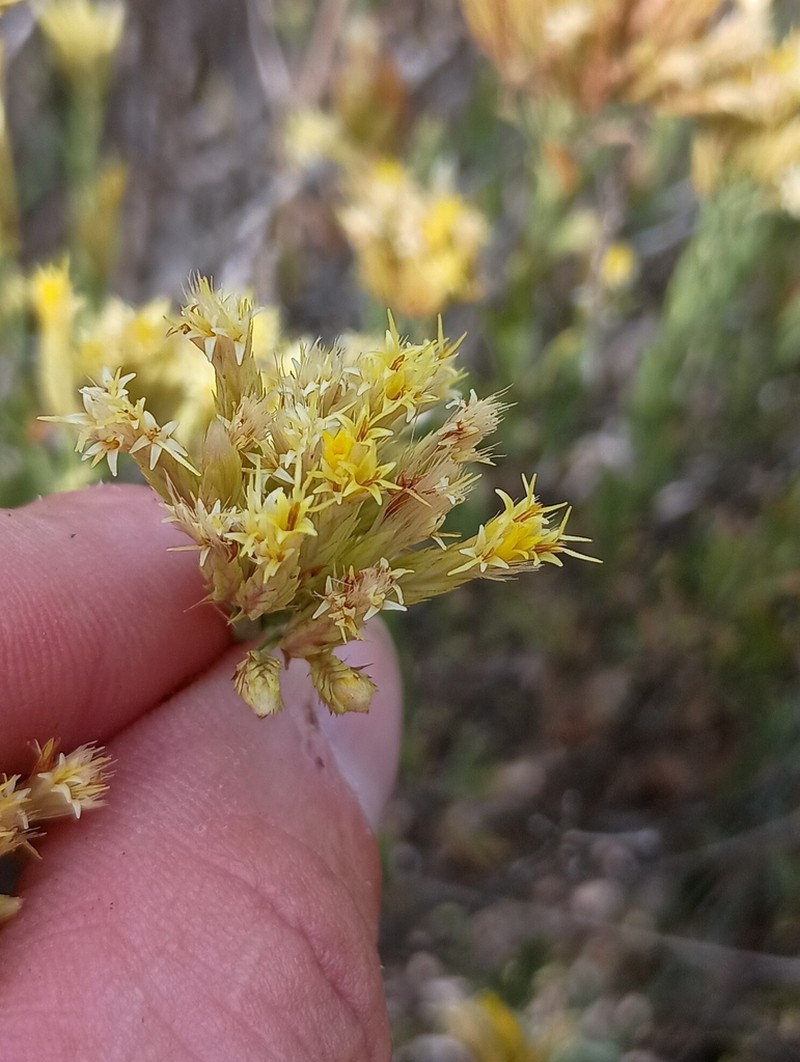 Bailey's Rabbitbrush photo 3