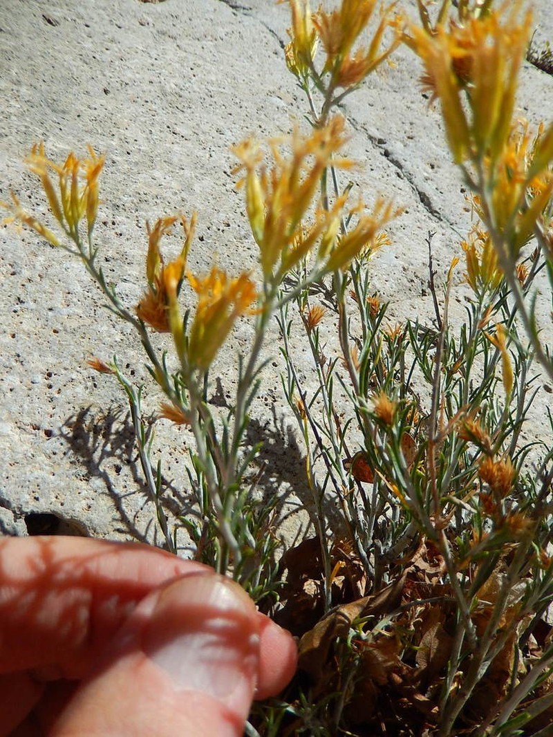 Bailey's Rabbitbrush photo 4