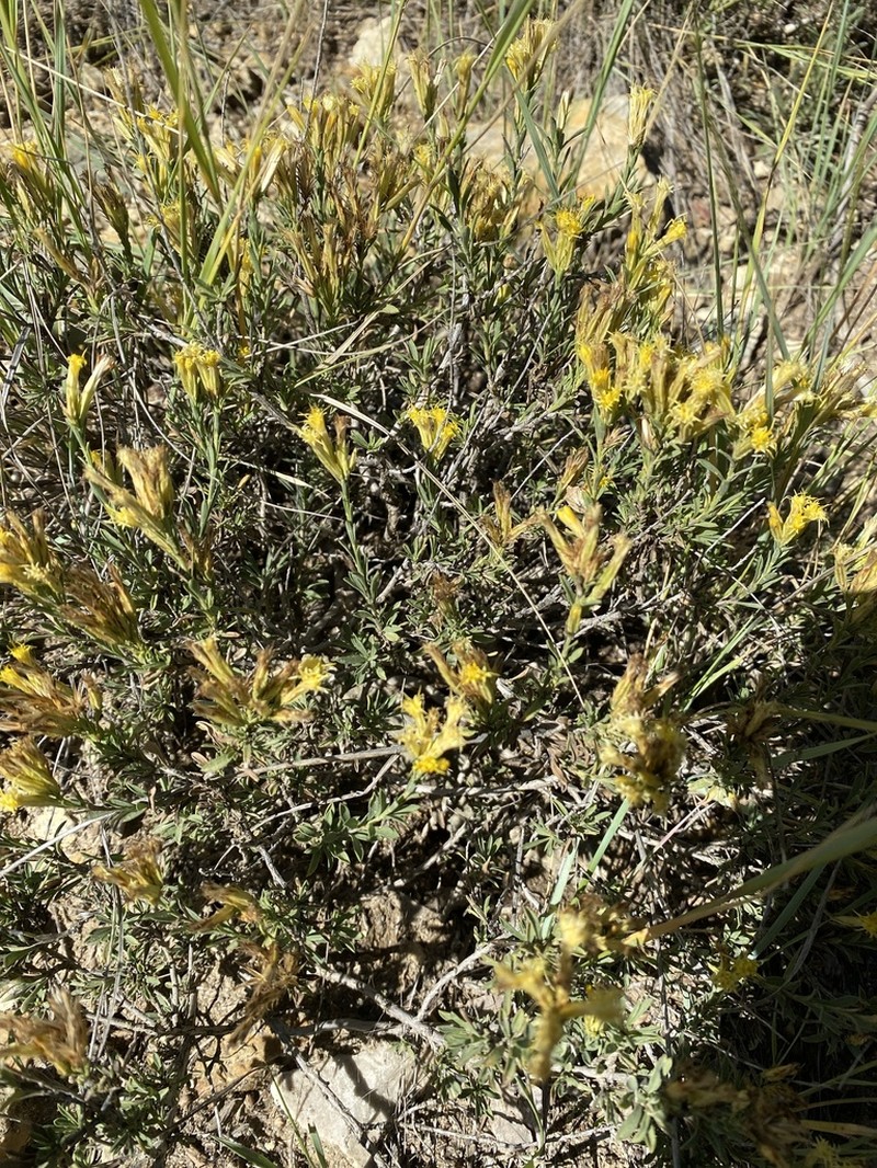 Bailey's Rabbitbrush photo 5