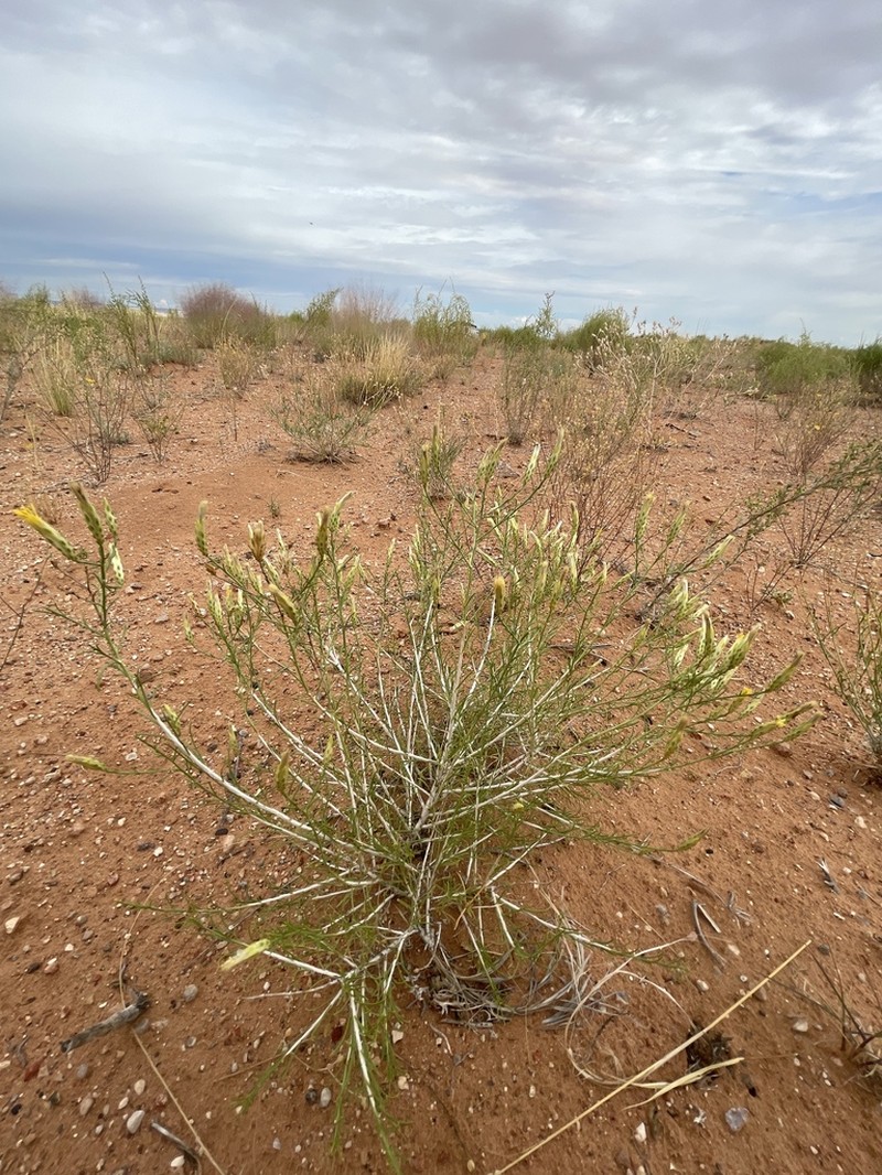 Bailey's Rabbitbrush photo 6