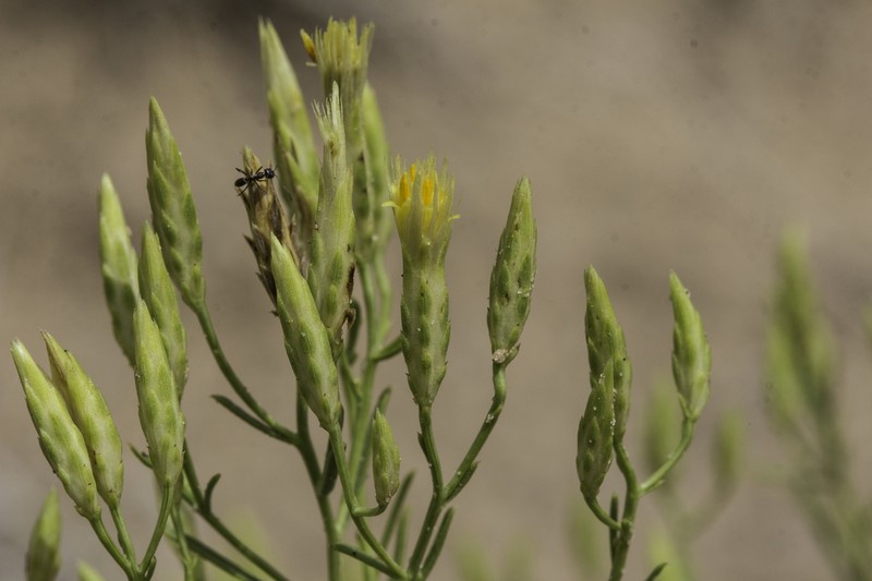 Bailey's Rabbitbrush photo 7