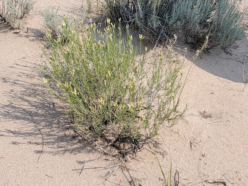 Bailey's Rabbitbrush photo 8