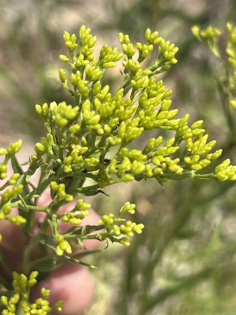 Spearleaf Rabbitbrush