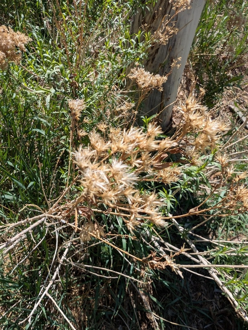 Spearleaf Rabbitbrush photo 2