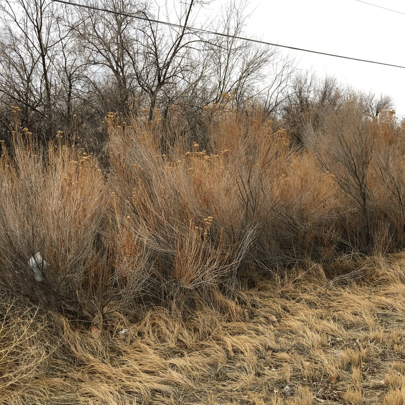Spearleaf Rabbitbrush photo 3