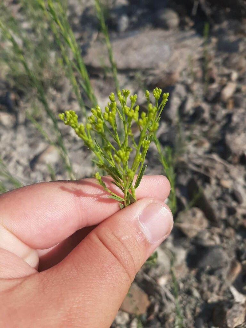 Spearleaf Rabbitbrush photo 4
