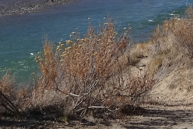 Spearleaf Rabbitbrush photo 5