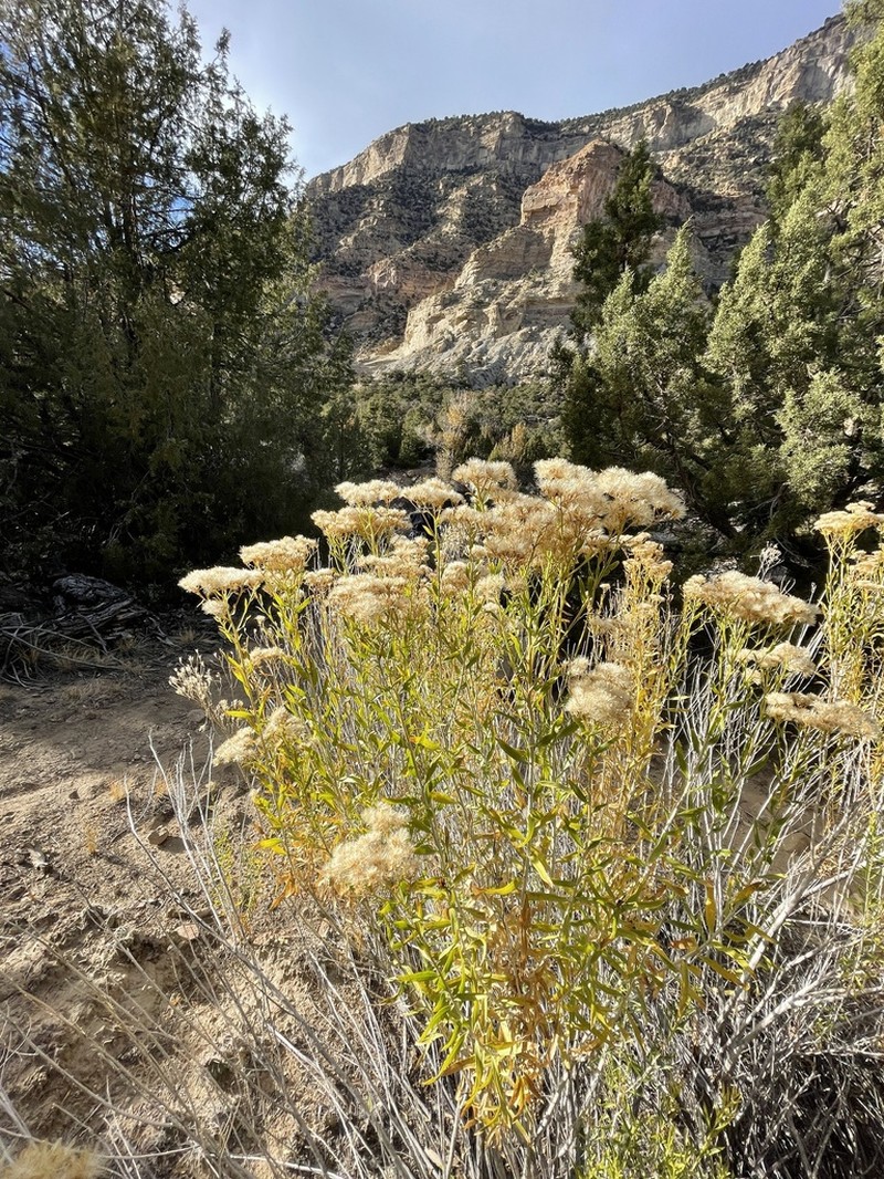 Spearleaf Rabbitbrush photo 6