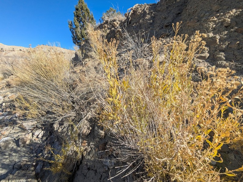 Spearleaf Rabbitbrush photo 7