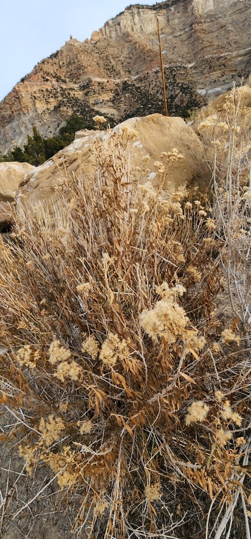 Spearleaf Rabbitbrush photo 8