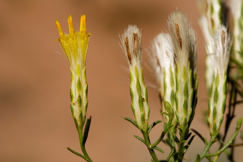 Southwestern Rabbitbrush