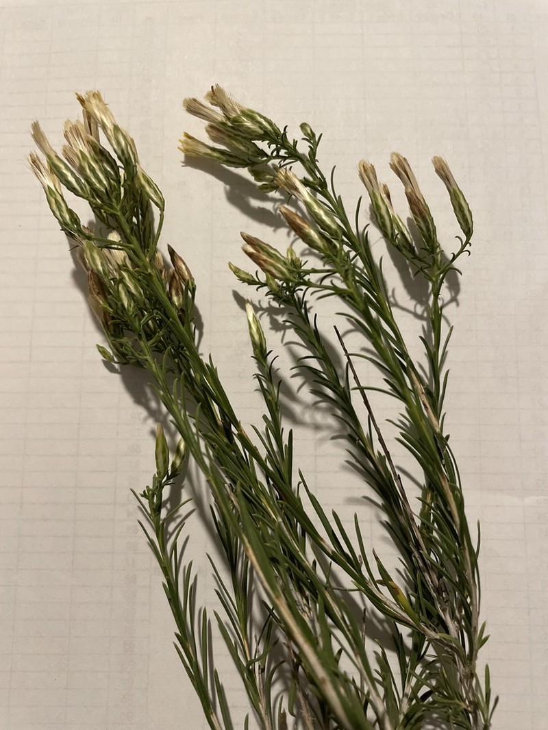 Southwestern Rabbitbrush photo 2
