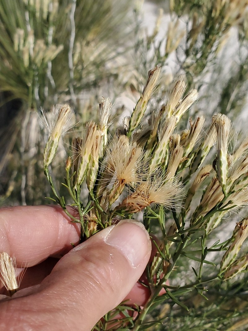 Southwestern Rabbitbrush photo 3