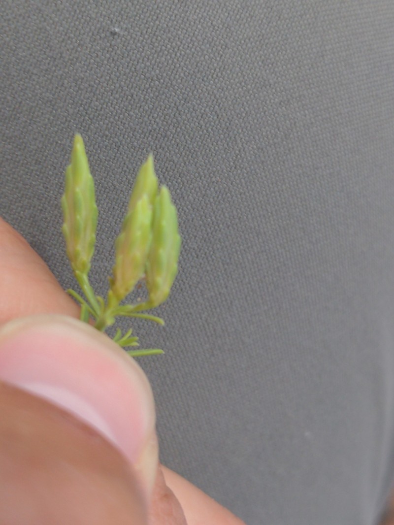 Southwestern Rabbitbrush photo 4