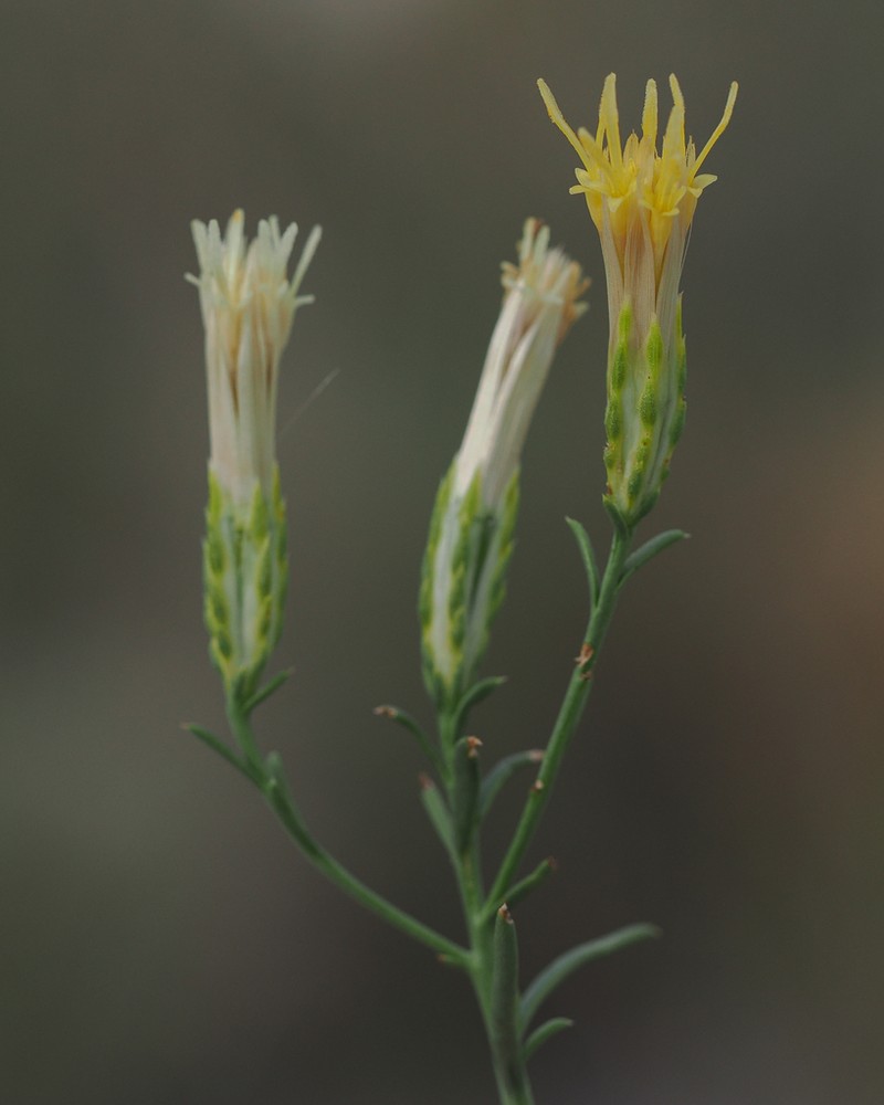 Southwestern Rabbitbrush photo 5
