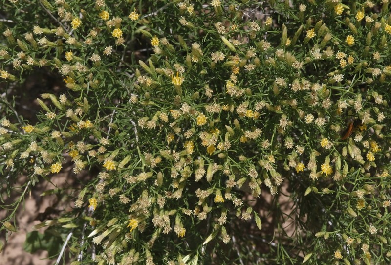 Southwestern Rabbitbrush photo 6