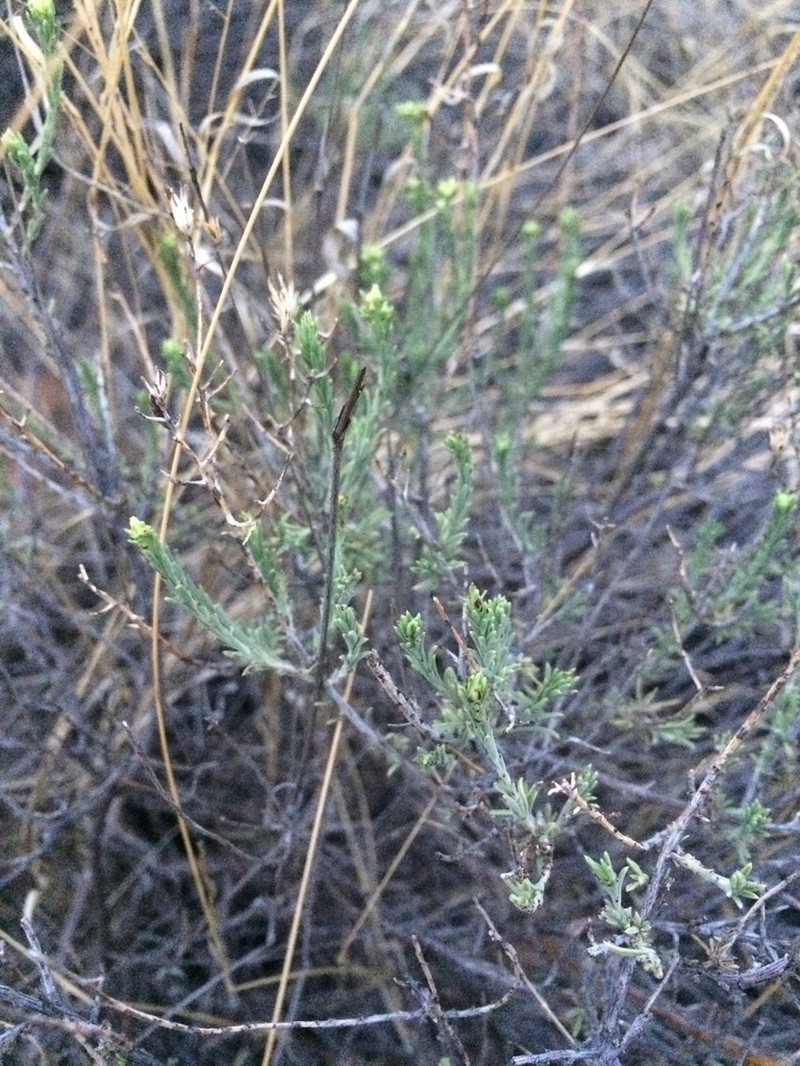 Southwestern Rabbitbrush photo 7